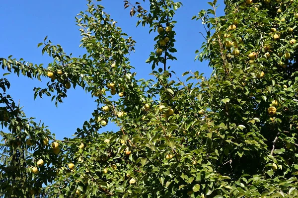 Drzewo Dojrzałymi Jabłkami Rosnące Zewnątrz Koncepcja Latem Widok Bliska — Zdjęcie stockowe