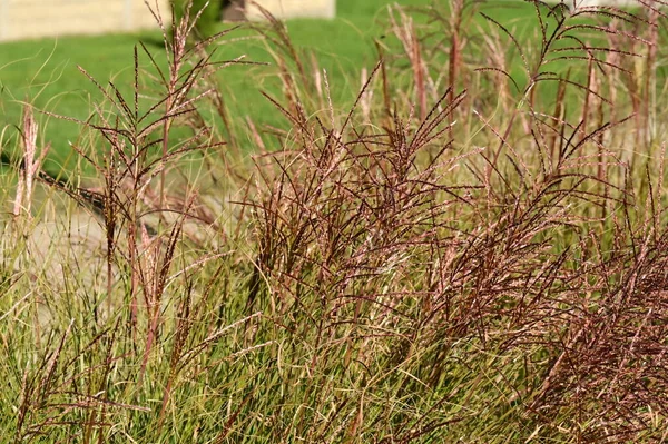 Grön Blad Bakgrund Natur Flora — Stockfoto