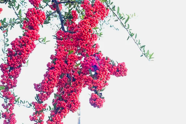 Червоні Ягоди Дереві Вид Крупним Планом — стокове фото