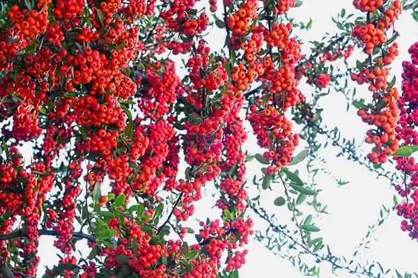 Червоні Ягоди Дереві Вид Крупним Планом — стокове фото