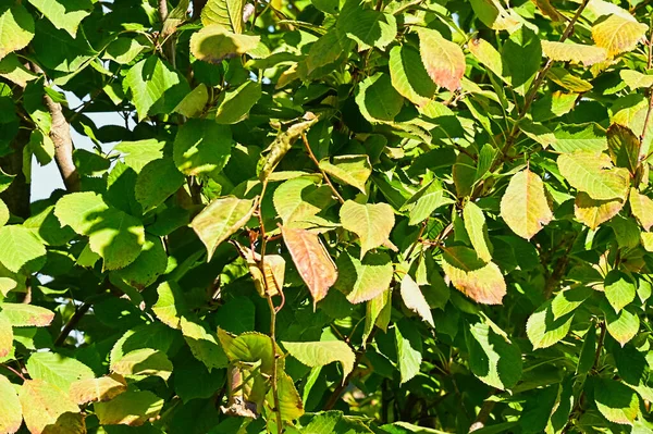 Sonbahar yaprakları, yakın çekim, sonbahar mevsimi