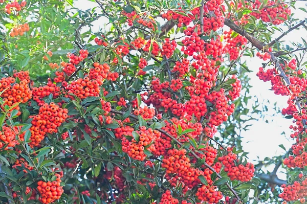 Rowan Berries Tree Close View — Stock Photo, Image