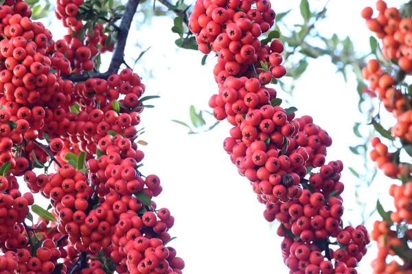 Baies Rowan Sur Arbre Vue Rapprochée — Photo