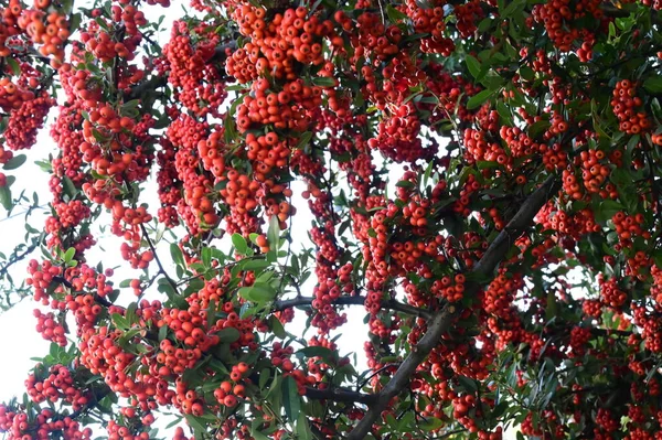 Baies Rowan Sur Arbre Vue Rapprochée — Photo