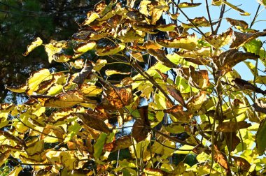 Yapraklı sonbahar ağaçları, yakın görüş, sonbahar mevsimi
