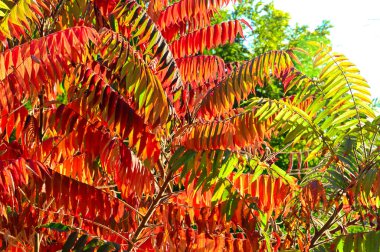 Bitkinin güzel yaprakları sumac, sonbahar mevsimi