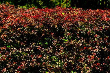 Sonbahar yaprakları, sonbahar bitkileri