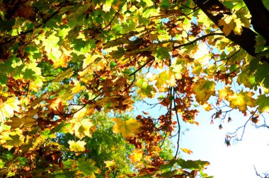 Yapraklı sonbahar ağaçları, yakın görüş, sonbahar mevsimi