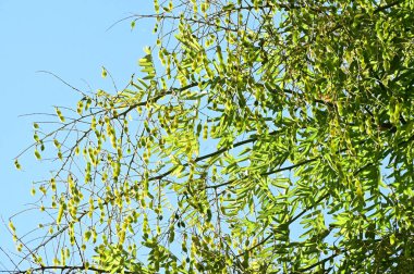 Yapraklı sonbahar ağaçları, yakın görüş, sonbahar mevsimi