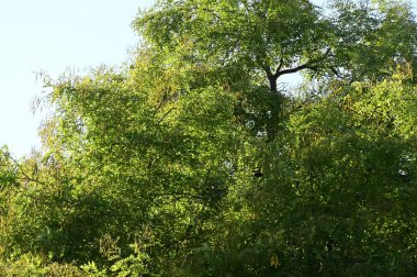 Yapraklı sonbahar ağaçları, yakın görüş, sonbahar mevsimi