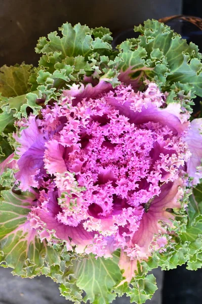 Purple kale cabbage, close up view