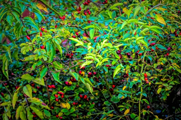 Closeup Berries Bush — Stock Photo, Image