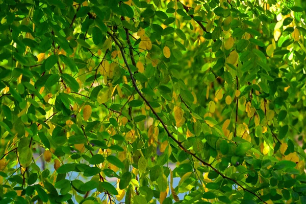 Осінні Дерева Листям Вид Крупним Планом Осінній Сезон — стокове фото