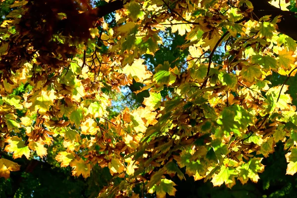 Herbstbäume Mit Blättern Nahsicht Herbstzeit — Stockfoto