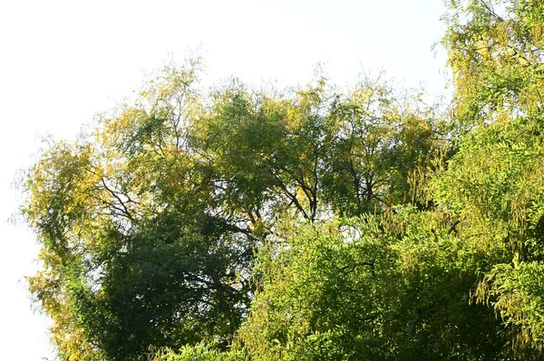 Осінні Дерева Листям Вид Крупним Планом Осінній Сезон — стокове фото