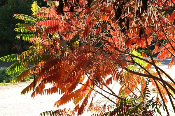 Belles Feuilles Plante Sumac Saison Automne — Photo