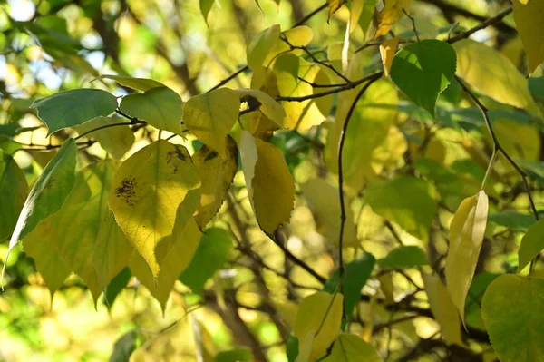 Arbres Automne Avec Feuilles Vue Rapprochée Saison Automne — Photo