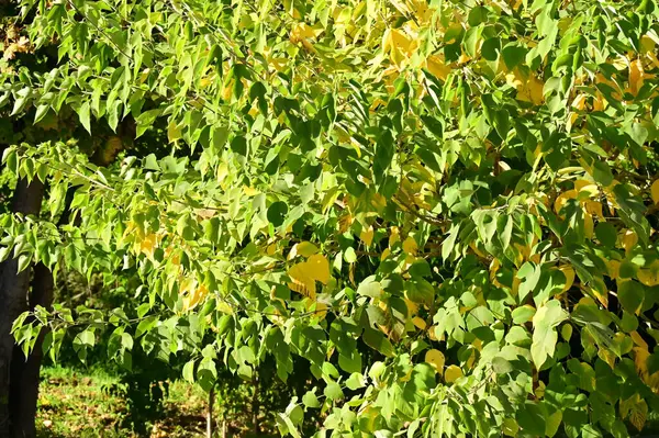 Árboles Otoño Con Hojas Vista Cerca Temporada Otoño — Foto de Stock