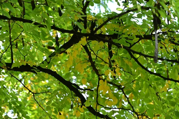 Herbstbäume Mit Blättern Nahsicht Herbstzeit — Stockfoto
