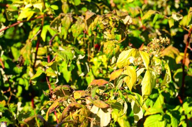 Yapraklı sonbahar ağaçları, yakın görüş, sonbahar mevsimi
