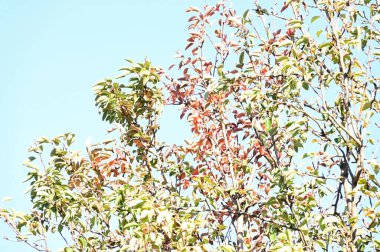 Yapraklı sonbahar ağaçları, yakın görüş, sonbahar mevsimi