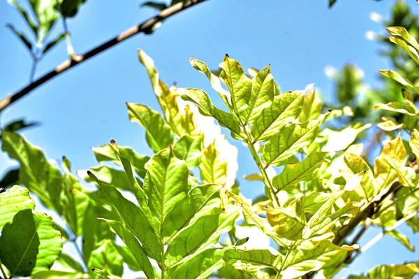 Höstträd Med Löv Närbild Höstsäsong — Stockfoto
