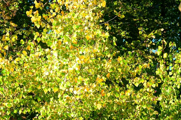 Herfstbomen Met Bladeren Close Uitzicht Herfstseizoen — Stockfoto