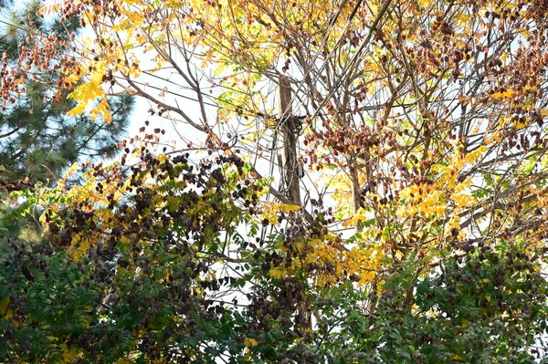 Arbres Automne Avec Feuilles Vue Rapprochée Saison Automne — Photo