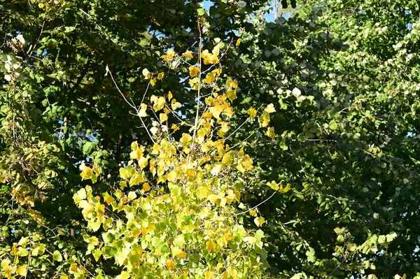 Herbstbäume Mit Blättern Nahsicht Herbstzeit — Stockfoto