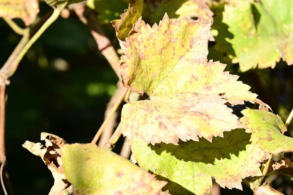 Árboles Otoño Con Hojas Vista Cerca Temporada Otoño — Foto de Stock