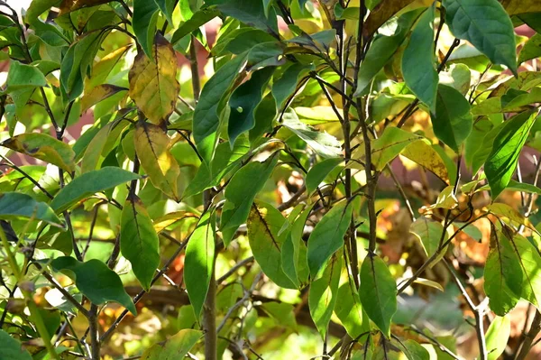 Осенние Деревья Листьями Крупным Планом Осенний Сезон — стоковое фото