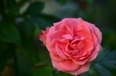 Bahçedeki güzel pembe gül çiçeğinin yakın görüntüsü