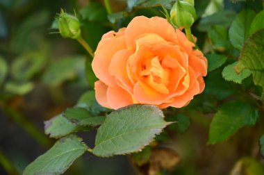 Bahçedeki güzel sarı gül çiçeğinin yakın görüntüsü