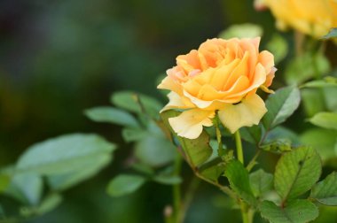 Bahçedeki güzel sarı gül çiçeğinin yakın görüntüsü