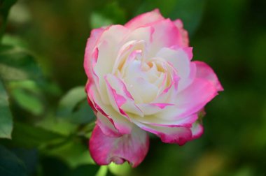 Bahçedeki güzel beyaz ve pembe gül çiçeğinin yakın görüntüsü