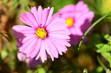 Bahçedeki güzel pembe çiçeklerin yakın görüntüsü