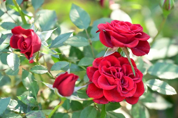 Крупним Планом Вид Красиві Червоні Троянди Саду — стокове фото