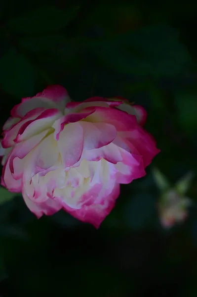 Κοντινή Θέα Του Όμορφου Λευκού Και Ροζ Τριαντάφυλλου Στον Κήπο — Φωτογραφία Αρχείου