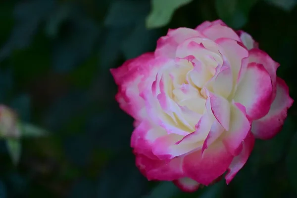 Zblízka Pohled Krásné Bílé Růžové Růže Květiny Zahradě — Stock fotografie
