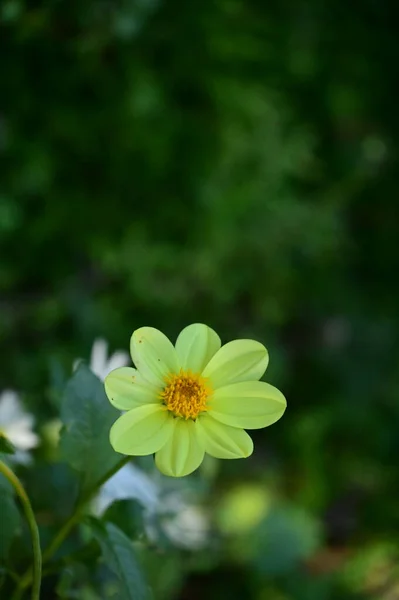 Vue Rapprochée Belles Fleurs Jaunes Dans Jardin — Photo