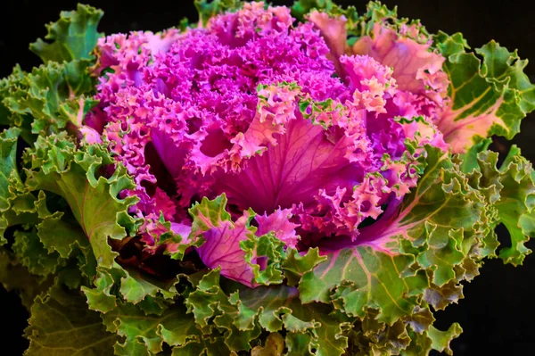 Purple kale cabbage, close up view