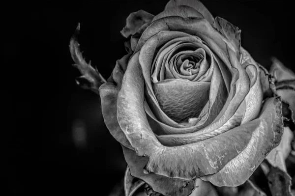 Close View Beautiful Rose Flower Monochrome Image — Stock Photo, Image