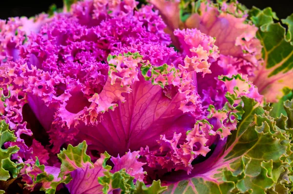 Purple kale cabbage, close up view