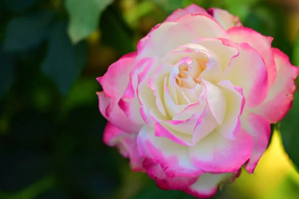 Närbild Vacker Vit Och Rosa Ros Blomma Trädgården — Stockfoto