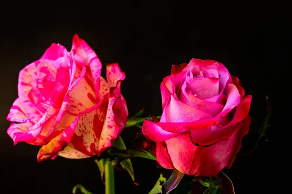 Nahaufnahme Schöner Rosa Rosen Auf Dunklem Verschwommenem Hintergrund — Stockfoto