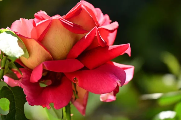 Närbild Vacker Röd Ros Blomma Trädgården — Stockfoto