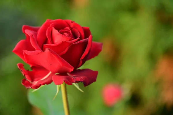 Κοντινή Θέα Του Όμορφου Κόκκινου Τριαντάφυλλου Στον Κήπο — Φωτογραφία Αρχείου