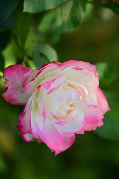 Zblízka Pohled Krásné Bílé Růžové Růže Květiny Zahradě — Stock fotografie