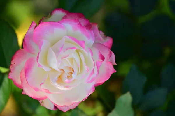 Bliska Widok Piękny Biały Różowy Kwiat Róży Ogrodzie — Zdjęcie stockowe