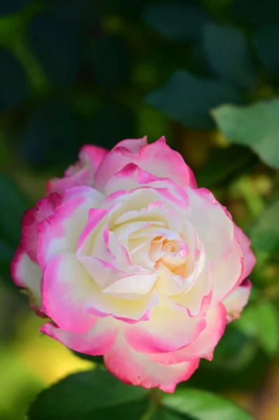 Nahaufnahme Der Schönen Weißen Und Rosa Rosenblüte Garten — Stockfoto